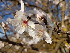 Almond almods tree flower background srping