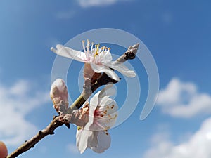 Almond almods tree flower background srping