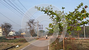 Almond (Badam) fruits unripe on a tree. Also known as Indian almond, Sea almond, tropical almond