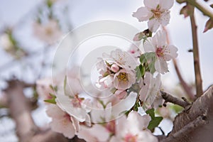 Almond blooming flowers on a branch close up spring seasonal plant