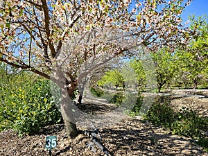 Almond blooming spring orchard. Springtime