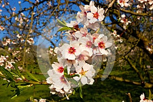Almond blooms