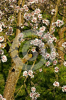 Almond blooms