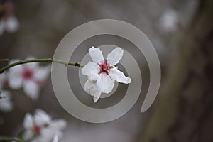 Almond blossom