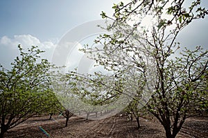 Almond blossom