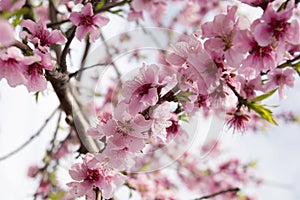 Almond Blossom