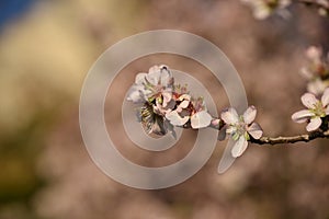 Almond Blossom almond blossom flower, background, tree, pattern, nature