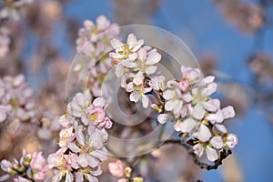 Almond Blossom almond blossom flower, background, tree, pattern, nature