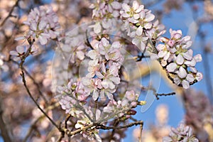 Almond Blossom almond blossom flower, background, tree, pattern, nature