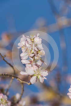 Almond Blossom almond blossom flower, background, tree, pattern, nature