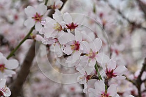 Almond Blossom almond blossom flower, background, tree, pattern, nature