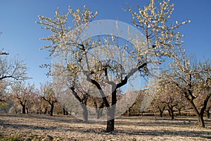 Almond blossom on trees in orchard, Balones photo