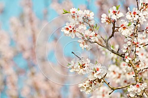 Almond blossom, blooming almond tree in March