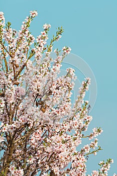 Almond blossom, blooming almond tree in March