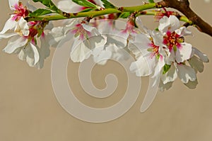 Almond blossom, blooming almond tree in March