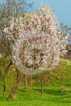 Almond blossom, blooming almond tree in March