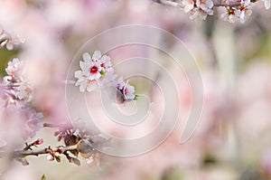 Almond blossom, blooming almond tree in March