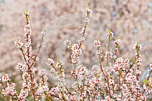 Almond blossom, blooming almond tree in March