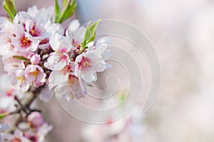 Almond blossom, blooming almond tree in March