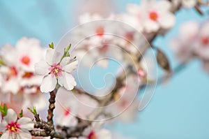 Almond blossom, blooming almond tree in March