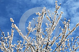 Almond blossom on blue sky