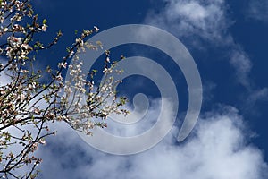 Almond blossom with blue sky