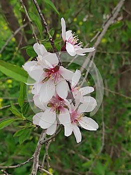 almond blossom branch on gree blackground