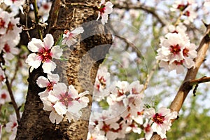 Almond blossom branch photo background