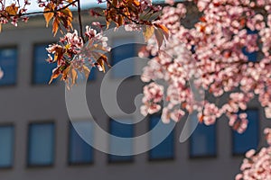 almond blossom in the city