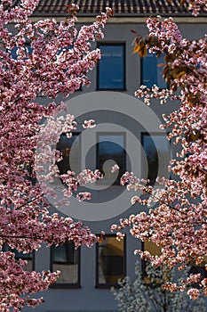 almond blossom in the city