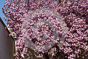 almond blossom in the city