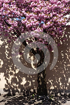 almond blossom in the city