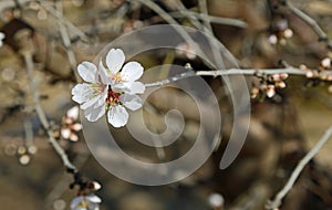 Almond blossom close up