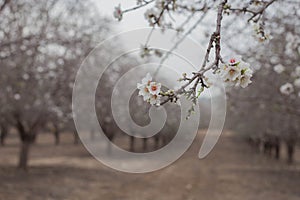Almond blossom close up Almond Orchard trees background early spring blooming