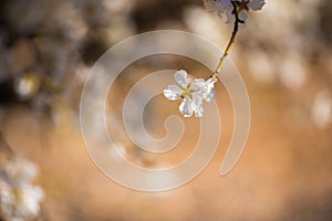 Almond blossom, close-up. Blurred background.