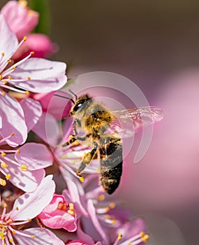 Almond Blossom, Field of cosmos flower, Spring flowers