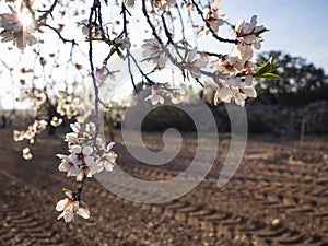 Almond blossom in the field with a ray of light