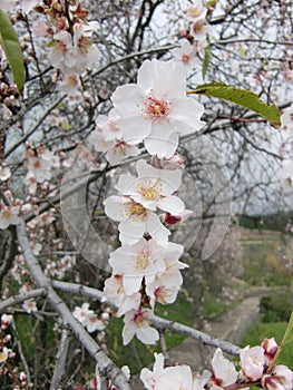 Almond blossom. photo