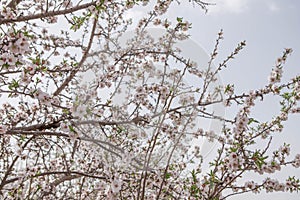 Almond blossom flowers and branches over blue sky background spring seasonal plant blooming