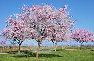 Almond Blossom,German wine road,Palatinate,Germany