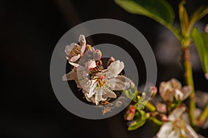 Almond Blossom with honeybee 13409