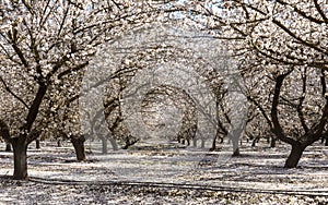 Almond Blossom in Modesto, California photo