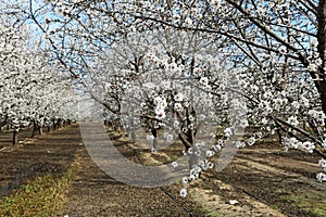 Almond blossom in orchard