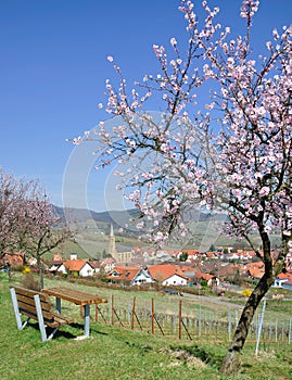 Almond Blossom in the Palatinate,Germany