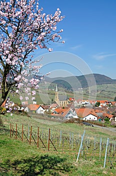 Almond Blossom in the Palatinate,Germany
