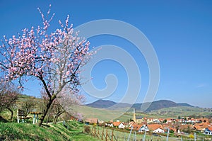 Almond Blossom in the Palatinate,Germany