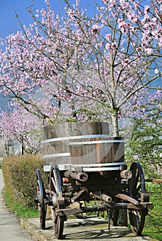 Almond Blossom in Palatinate,Germany