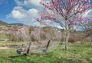Almond Blossom in Palatinate,Germany