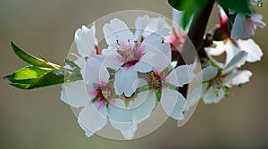 Almond Blossom Prunus dulcis flowers blossoms