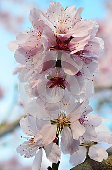 Almond Blossom (Prunus dulcis) during spring in tree close-up